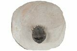 Basseiarges Trilobite - Jorf, Morocco #183718-1